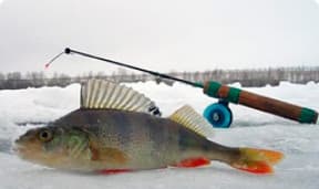 fish